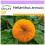 SAFLAX  - Sonnenblume Puschel - Helianthus - 40 Samen 1