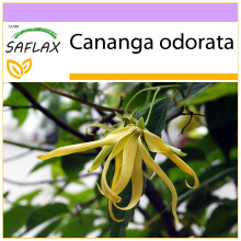 SAFLAX  - Parfumbaum - Cananga - 10 Samen