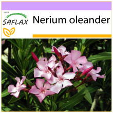 SAFLAX  - Oleander - Nerium - 50 Samen
