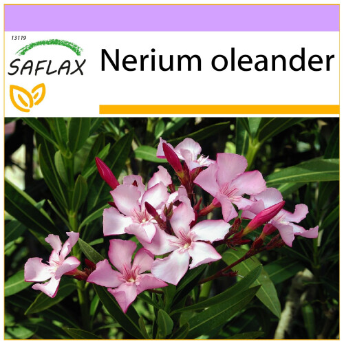 SAFLAX  - Oleander - Nerium - 50 Samen