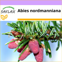 SAFLAX  - Nordmanntanne - Abies - 20 Samen