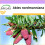 SAFLAX  - Nordmanntanne - Abies - 20 Samen 1