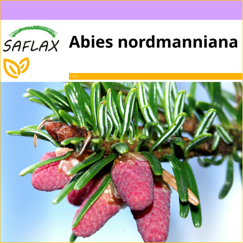 SAFLAX  - Nordmanntanne - Abies - 20 Samen