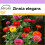 SAFLAX  - Zinnien - Zinnia - 50 Samen 1
