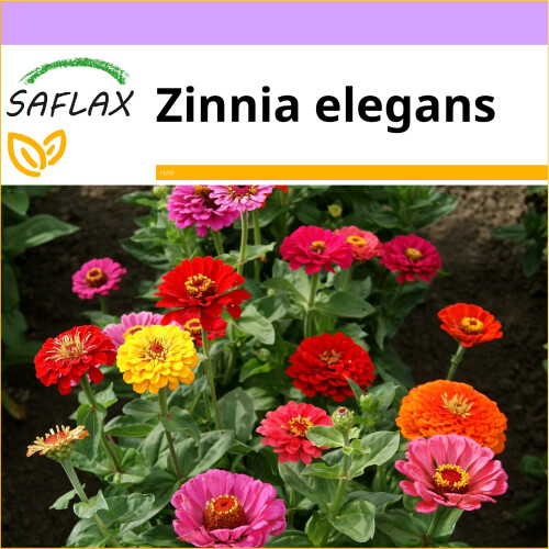 SAFLAX  - Zinnien - Zinnia - 50 Samen