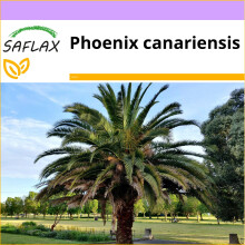 SAFLAX  - Kanarische Dattelpalme - Phoenix - 10 Samen