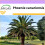 SAFLAX - Palmera datilera canaria - 10 semillas - Phoenix 1