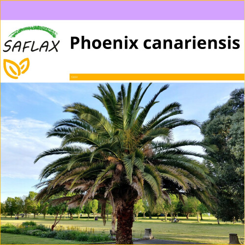 SAFLAX - Palmera datilera canaria - 10 semillas - Phoenix