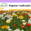 SAFLAX  - Islandmohn - Papaver - 8000 Samen 1