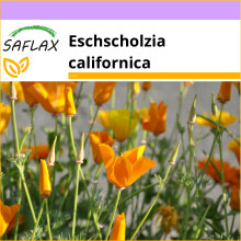 SAFLAX  - Kalifornischer Mohn - Eschscholzia - 1500 Samen