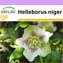 SAFLAX  - Weiße Christrose - Helleborus - 6 Samen