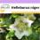 SAFLAX  - Weiße Christrose - Helleborus - 6 Samen 1