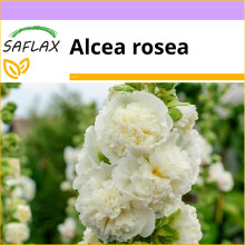 SAFLAX  - Weiße Stockrose - Alcea - 100 Samen