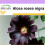 SAFLAX  - Schwarze Stockrose - Alcea - 100 Samen 1