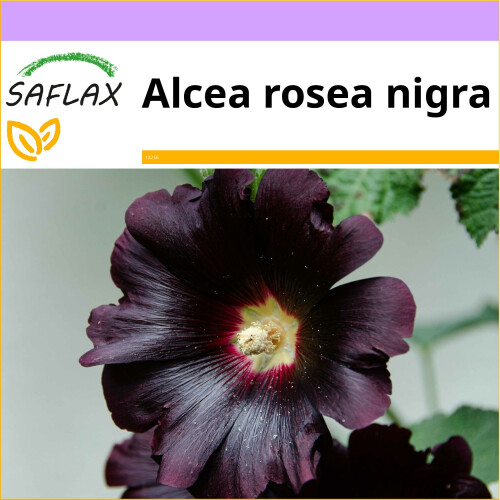 SAFLAX  - Schwarze Stockrose - Alcea - 100 Samen