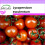 SAFLAX  -  Honigtomate - Lycopersicon - 10 Samen 1