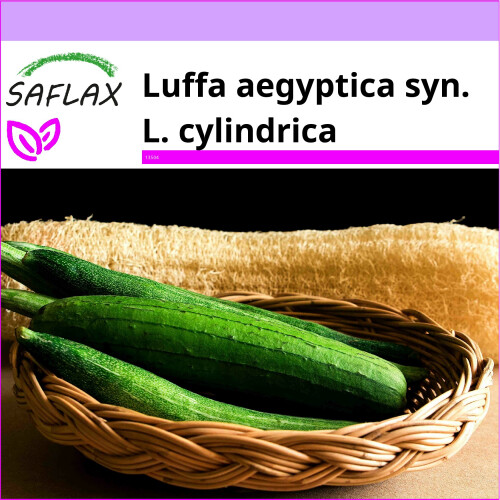 SAFLAX  - Luffa Schwammgurke - Luffa - 10 Samen