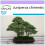 SAFLAX  - Wacholder - Juniperus - 30 Samen 1