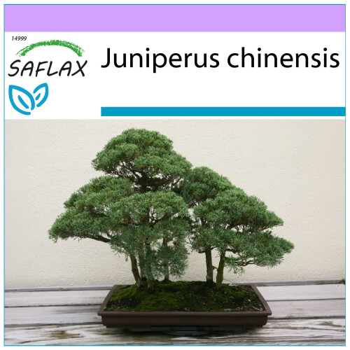 SAFLAX  - Wacholder - Juniperus - 30 Samen
