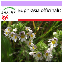SAFLAX  - Augentrost - Euphrasia - 200 Samen