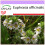 SAFLAX  - Augentrost - Euphrasia - 200 Samen 1