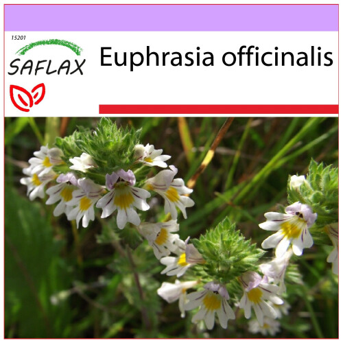 SAFLAX  - Augentrost - Euphrasia - 200 Samen