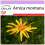 SAFLAX  - Arnica - Arnica - 40 Samen 1