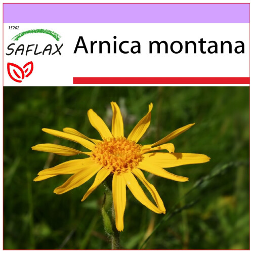 SAFLAX  - Arnica - Arnica - 40 Samen