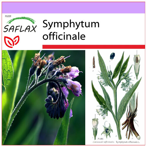 SAFLAX  - Beinwell - Symphytum - 15 Samen