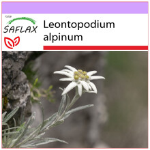 SAFLAX  - Edelweiss - Leontopodium - 500 Samen