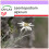 SAFLAX  - Edelweiss - Leontopodium - 500 Samen 1