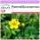 SAFLAX  - Gänsefingerkraut - Potentilla - 20 Samen 1