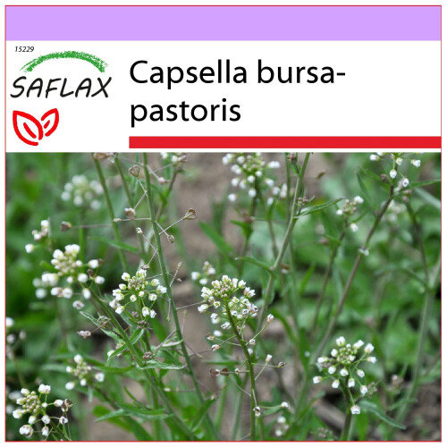 SAFLAX  - Hirtentäschel - Capsella - 1000 Samen