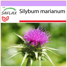 SAFLAX  - Mariendistel - Silybum - 75 Samen