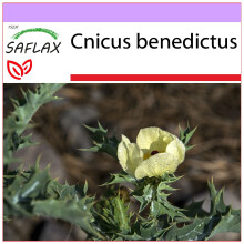 SAFLAX  - Benediktenkraut - Cnicus - 50 Samen