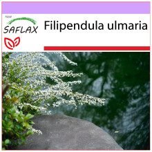 SAFLAX  - Mädesüß - Filipendula - 500 Samen