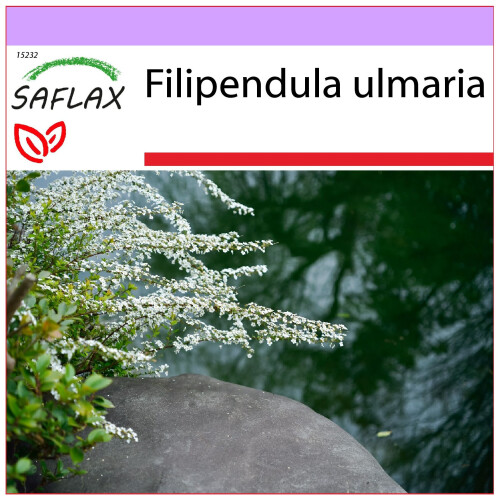 SAFLAX  - Mädesüß - Filipendula - 500 Samen