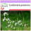 SAFLAX - Cuckooflower - 100 seeds - Cardamine pratensis 1