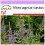 SAFLAX  - Mönchspfeffer - Vitex - 30 Samen 1