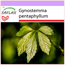 SAFLAX  - Pflanze der Unsterblichkeit - Gynostemma - 30 Samen
