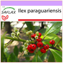 SAFLAX  - Mate Teestrauch - Ilex - 10 Samen