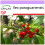 SAFLAX  - Mate Teestrauch - Ilex - 10 Samen 1