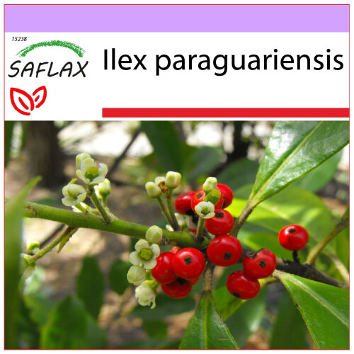 SAFLAX  - Mate Teestrauch - Ilex - 10 Samen