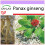 SAFLAX - Ginseng - 10 semi - Panax 1