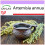 SAFLAX  - Chinesischer Beifuß - Artemisia - 250 Samen 1