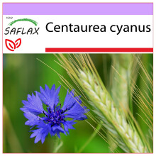 SAFLAX  - Blaue Kornblume - Centaurea - 27000 Samen
