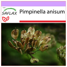 SAFLAX  - Anis - Pimpinella - 200 Samen
