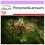 SAFLAX  - Anis - Pimpinella - 200 Samen 1