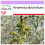 SAFLAX  - Wermut - Artemisia - 500 Samen 1
