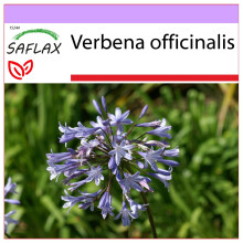 SAFLAX  - Eisenkraut - Verbena - 250 Samen